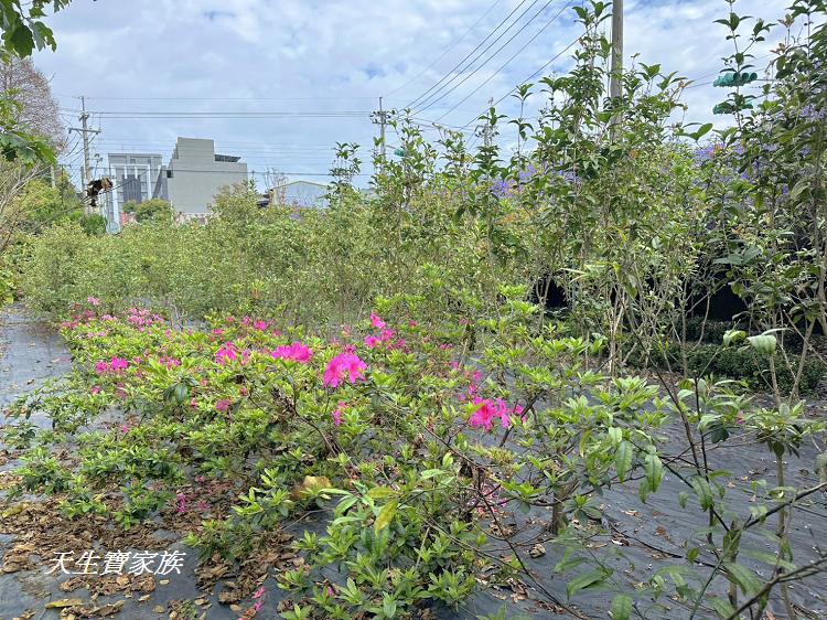 南投市賞花景點、南投景點、彰和社區快樂園、錫葉藤、彰和社區快樂園錫葉藤、南投在地人、南投隱藏版景點、彰和社區快樂園錫葉藤、錫葉藤隧道