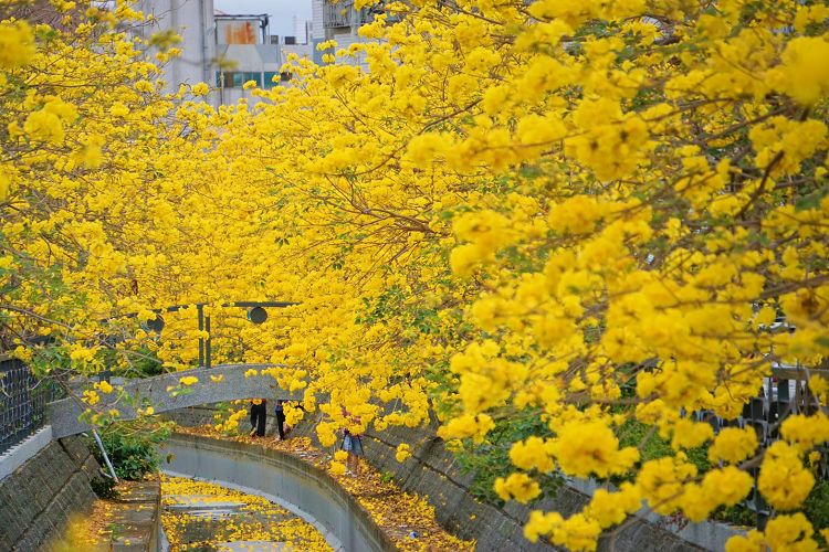 員林八堡圳大排黃花風鈴木、八堡圳大排黃花風鈴木、員林市 黃花風鈴木、皇朝鼎宴會館黃花風鈴木、員林市 旅遊景點