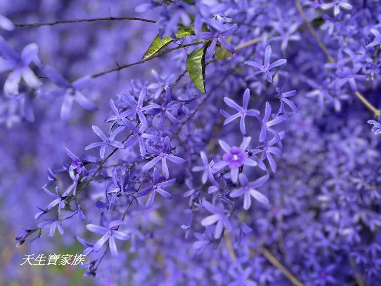 臻馨園錫葉藤花牆、臻馨園、冠遠加油站錫葉藤花牆、名間錫葉藤、臻馨園錫葉藤、臻馨園-園藝真柏銀柏黑松羅漢松桂花火龍果酪梨、錫葉騰或馬纓丹