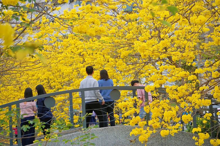 員林八堡圳大排黃花風鈴木、八堡圳大排黃花風鈴木、員林市 黃花風鈴木、皇朝鼎宴會館黃花風鈴木、員林市 旅遊景點