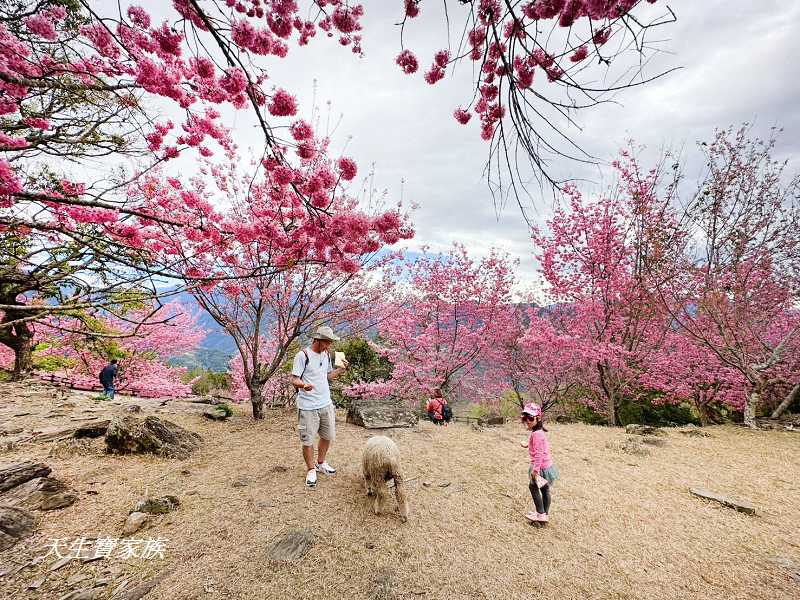 青青草原、清境農場怎麼玩、清境農場住宿、清境農場開放時間、青青草原門票、清境農場門票、清境農場綿羊秀時間、清境農場兩天一夜、清境農場交通、清境櫻花、清境農場櫻花花況