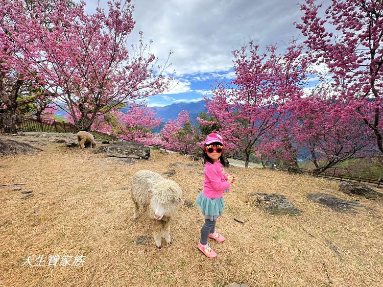 青青草原、清境農場怎麼玩、清境農場住宿、清境農場開放時間、青青草原門票、清境農場門票、清境農場綿羊秀時間、清境農場兩天一夜、清境農場交通、清境櫻花、清境農場櫻花花況