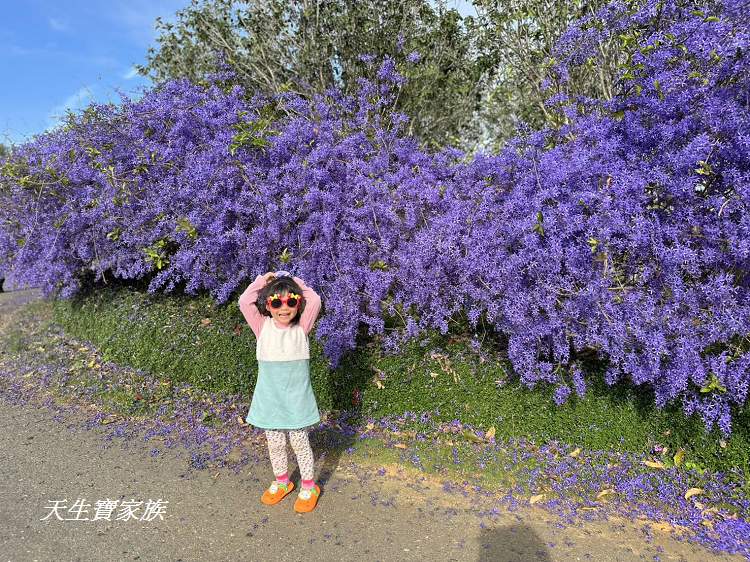 臻馨園錫葉藤花牆、臻馨園、冠遠加油站錫葉藤花牆、名間錫葉藤、臻馨園錫葉藤、臻馨園-園藝真柏銀柏黑松羅漢松桂花火龍果酪梨、錫葉騰或馬纓丹