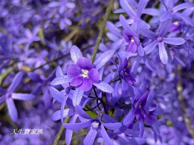 臻馨園錫葉藤花牆、臻馨園、冠遠加油站錫葉藤花牆、名間錫葉藤、臻馨園錫葉藤、臻馨園-園藝真柏銀柏黑松羅漢松桂花火龍果酪梨、錫葉騰或馬纓丹