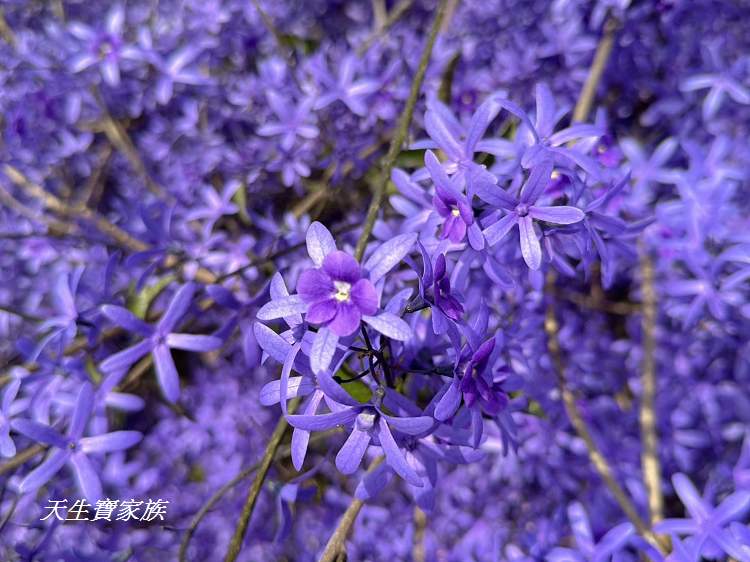 臻馨園錫葉藤花牆、臻馨園、冠遠加油站錫葉藤花牆、名間錫葉藤、臻馨園錫葉藤、臻馨園-園藝真柏銀柏黑松羅漢松桂花火龍果酪梨、錫葉騰或馬纓丹