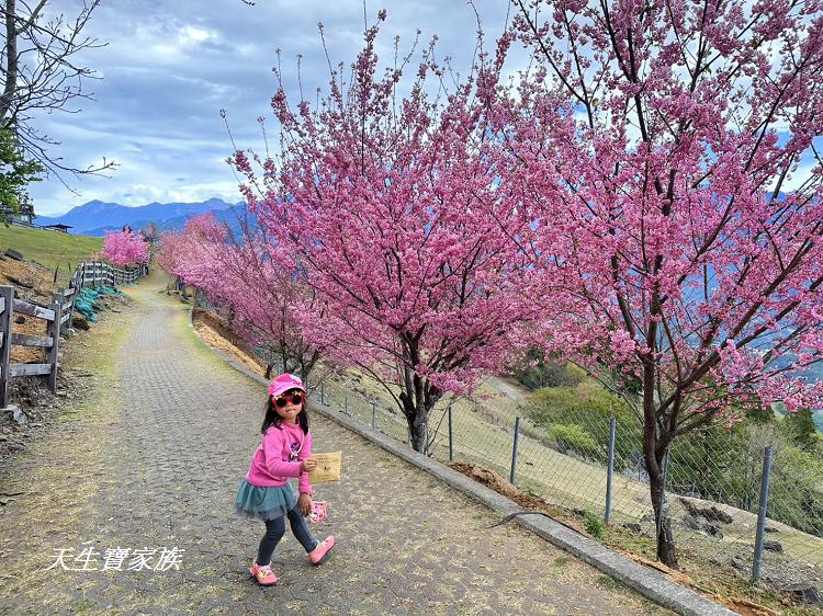 青青草原、清境農場怎麼玩、清境農場住宿、清境農場開放時間、青青草原門票、清境農場門票、清境農場綿羊秀時間、清境農場兩天一夜、清境農場交通、清境櫻花、清境農場櫻花花況