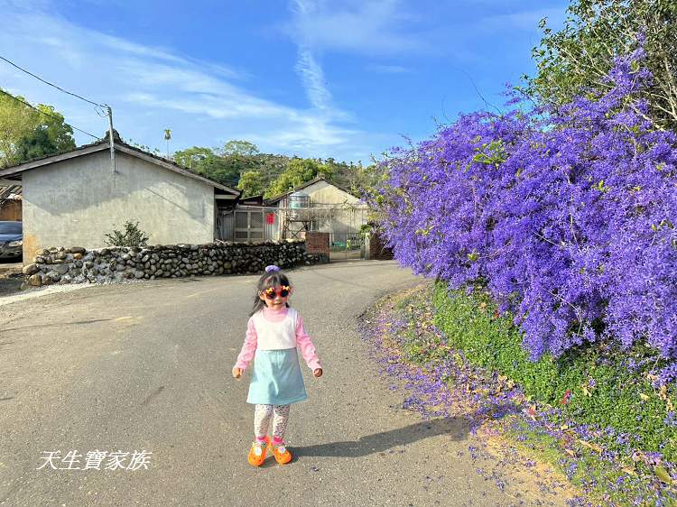 臻馨園錫葉藤花牆、臻馨園、冠遠加油站錫葉藤花牆、名間錫葉藤、臻馨園錫葉藤、臻馨園-園藝真柏銀柏黑松羅漢松桂花火龍果酪梨、錫葉騰或馬纓丹