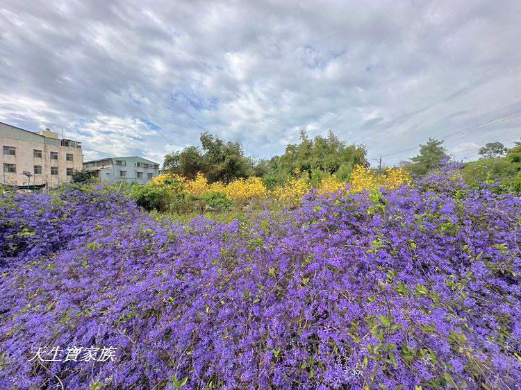 南投市賞花景點、南投景點、彰和社區快樂園、錫葉藤、彰和社區快樂園錫葉藤、南投在地人、南投隱藏版景點、彰和社區快樂園錫葉藤、錫葉藤隧道