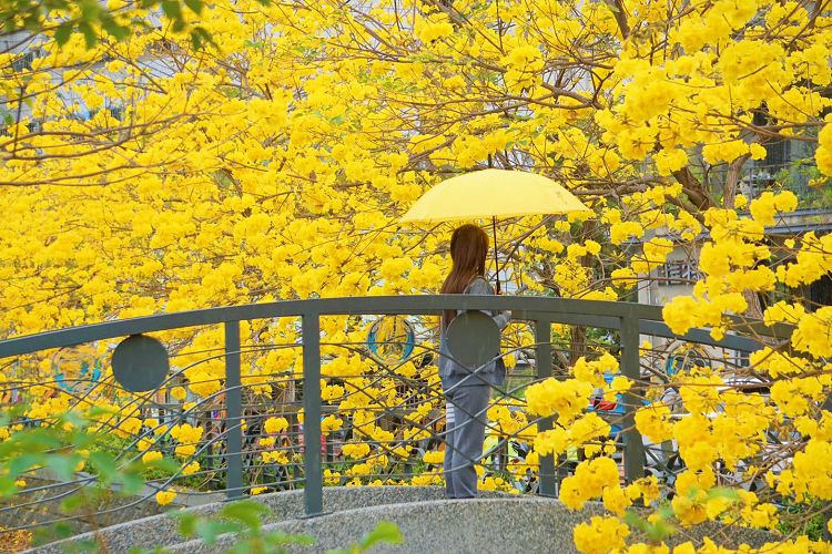 員林八堡圳大排黃花風鈴木、八堡圳大排黃花風鈴木、員林市 黃花風鈴木、皇朝鼎宴會館黃花風鈴木、員林市 旅遊景點