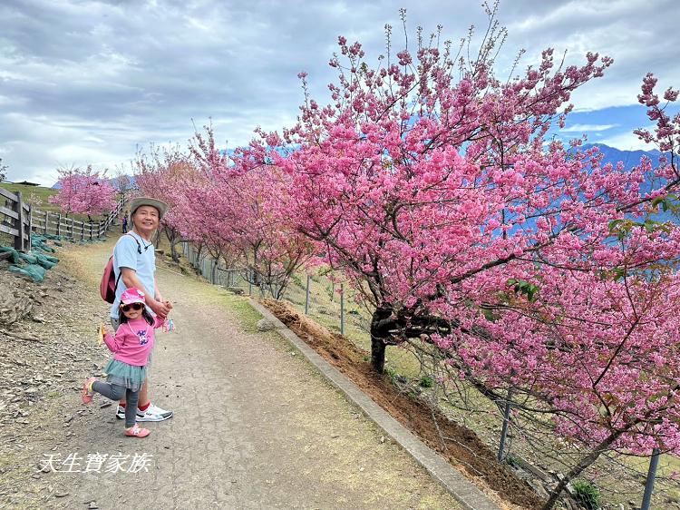 青青草原、清境農場怎麼玩、清境農場住宿、清境農場開放時間、青青草原門票、清境農場門票、清境農場綿羊秀時間、清境農場兩天一夜、清境農場交通、清境櫻花、清境農場櫻花花況