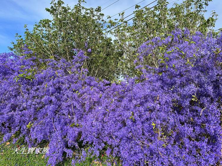 臻馨園錫葉藤花牆、臻馨園、冠遠加油站錫葉藤花牆、名間錫葉藤、臻馨園錫葉藤、臻馨園-園藝真柏銀柏黑松羅漢松桂花火龍果酪梨、錫葉騰或馬纓丹