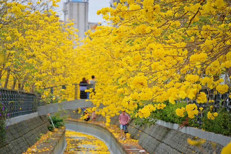 員林八堡圳大排黃花風鈴木、八堡圳大排黃花風鈴木、員林市 黃花風鈴木、皇朝鼎宴會館黃花風鈴木、員林市 旅遊景點