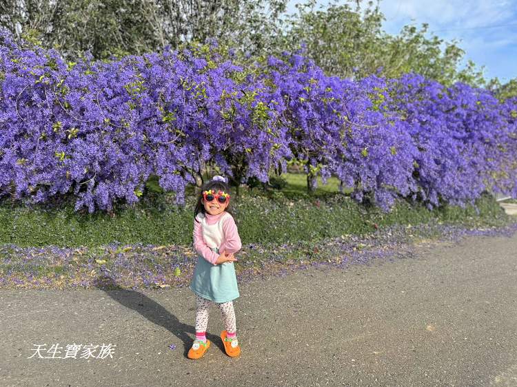 臻馨園錫葉藤花牆、臻馨園、冠遠加油站錫葉藤花牆、名間錫葉藤、臻馨園錫葉藤、臻馨園-園藝真柏銀柏黑松羅漢松桂花火龍果酪梨、錫葉騰或馬纓丹