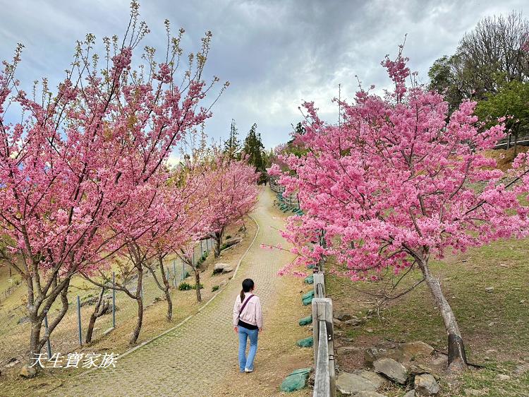 青青草原、清境農場怎麼玩、清境農場住宿、清境農場開放時間、青青草原門票、清境農場門票、清境農場綿羊秀時間、清境農場兩天一夜、清境農場交通、清境櫻花、清境農場櫻花花況