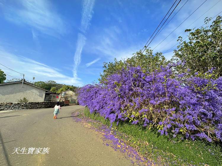 臻馨園錫葉藤花牆、臻馨園、冠遠加油站錫葉藤花牆、名間錫葉藤、臻馨園錫葉藤、臻馨園-園藝真柏銀柏黑松羅漢松桂花火龍果酪梨、錫葉騰或馬纓丹