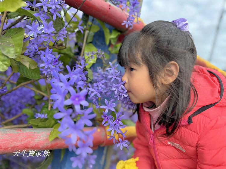 南投市賞花景點、南投景點、彰和社區快樂園、錫葉藤、彰和社區快樂園錫葉藤、南投在地人、南投隱藏版景點、彰和社區快樂園錫葉藤、錫葉藤隧道