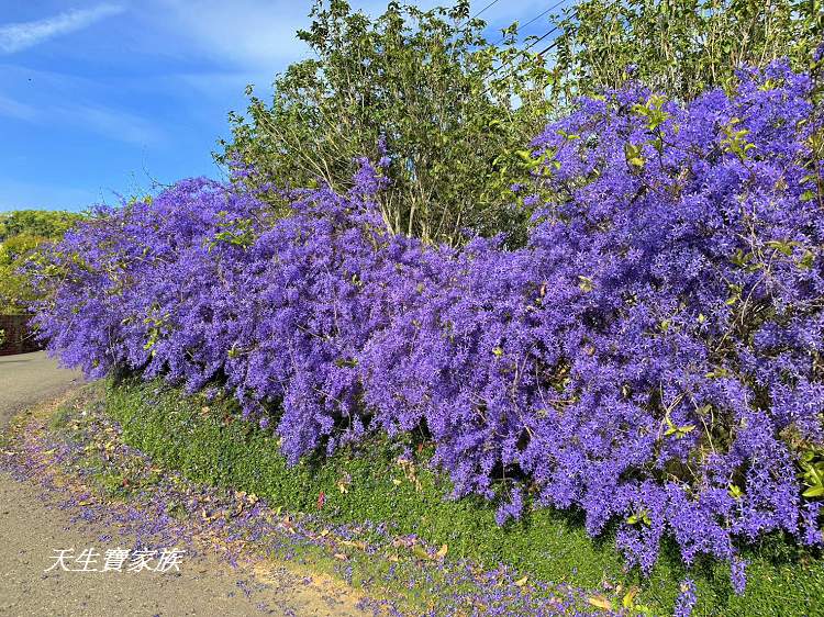 臻馨園錫葉藤花牆、臻馨園、冠遠加油站錫葉藤花牆、名間錫葉藤、臻馨園錫葉藤、臻馨園-園藝真柏銀柏黑松羅漢松桂花火龍果酪梨、錫葉騰或馬纓丹