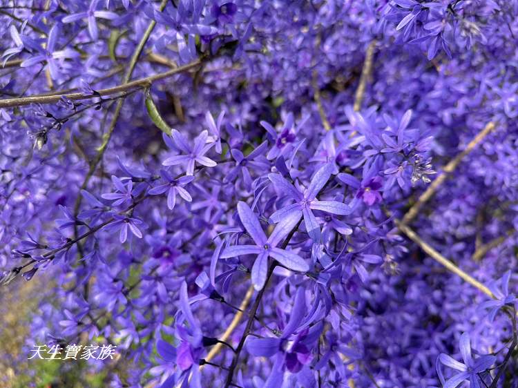 臻馨園錫葉藤花牆、臻馨園、冠遠加油站錫葉藤花牆、名間錫葉藤、臻馨園錫葉藤、臻馨園-園藝真柏銀柏黑松羅漢松桂花火龍果酪梨、錫葉騰或馬纓丹