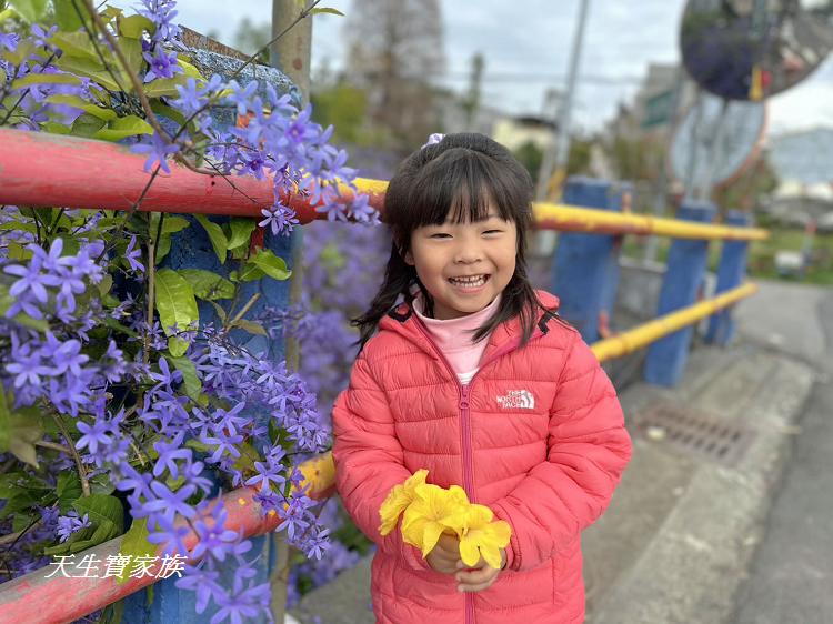 南投市賞花景點、南投景點、彰和社區快樂園、錫葉藤、彰和社區快樂園錫葉藤、南投在地人、南投隱藏版景點、彰和社區快樂園錫葉藤、錫葉藤隧道