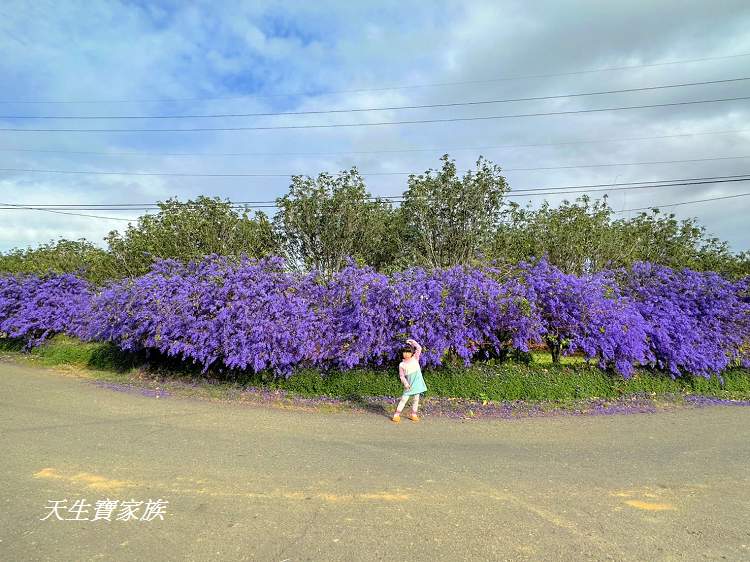 臻馨園錫葉藤花牆、臻馨園、冠遠加油站錫葉藤花牆、名間錫葉藤、臻馨園錫葉藤、臻馨園-園藝真柏銀柏黑松羅漢松桂花火龍果酪梨、錫葉騰或馬纓丹