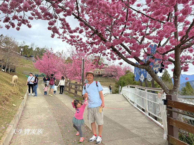 青青草原、清境農場怎麼玩、清境農場住宿、清境農場開放時間、青青草原門票、清境農場門票、清境農場綿羊秀時間、清境農場兩天一夜、清境農場交通、清境櫻花、清境農場櫻花花況