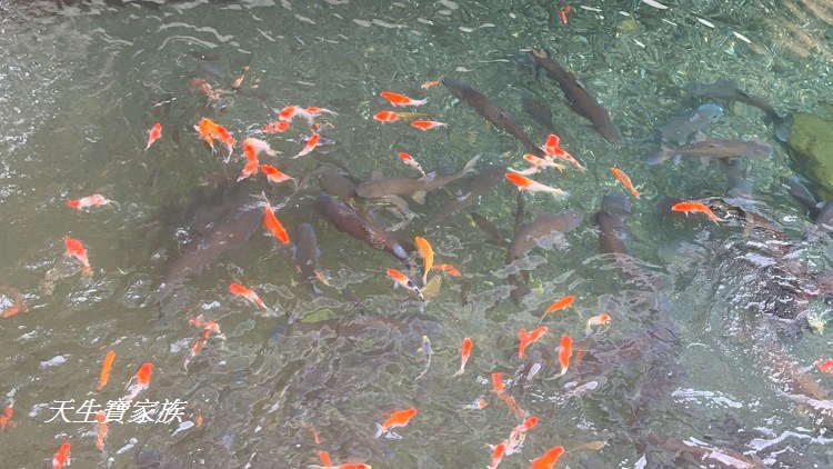 公田溝活魚餐廳、埔里公田溝活魚餐廳、公田溝活魚餐廳電話、公田溝活魚餐廳 的 圖片、公田溝地址、公田溝菜單、埔里餐廳、公田溝活魚餐廳好吃嗎