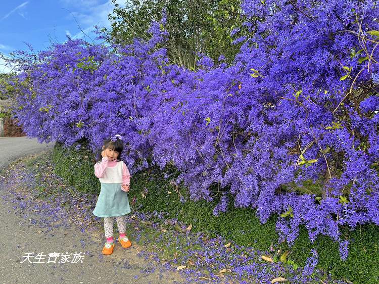 臻馨園錫葉藤花牆、臻馨園、冠遠加油站錫葉藤花牆、名間錫葉藤、臻馨園錫葉藤、臻馨園-園藝真柏銀柏黑松羅漢松桂花火龍果酪梨、錫葉騰或馬纓丹