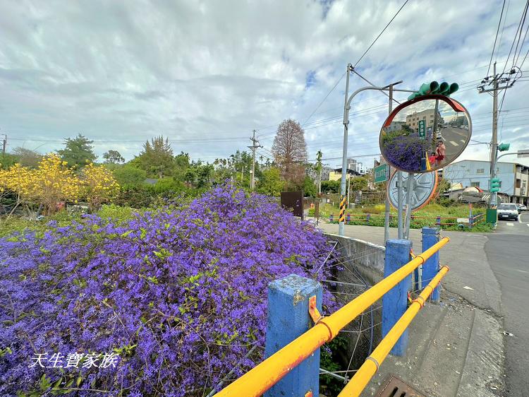 南投市賞花景點、南投景點、彰和社區快樂園、錫葉藤、彰和社區快樂園錫葉藤、南投在地人、南投隱藏版景點、彰和社區快樂園錫葉藤、錫葉藤隧道