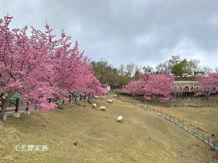 青青草原、清境農場怎麼玩、清境農場住宿、清境農場開放時間、青青草原門票、清境農場門票、清境農場綿羊秀時間、清境農場兩天一夜、清境農場交通、清境櫻花、清境農場櫻花花況