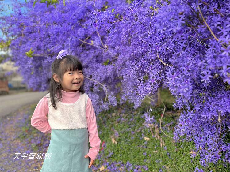 臻馨園錫葉藤花牆、臻馨園、冠遠加油站錫葉藤花牆、名間錫葉藤、臻馨園錫葉藤、臻馨園-園藝真柏銀柏黑松羅漢松桂花火龍果酪梨、錫葉騰或馬纓丹