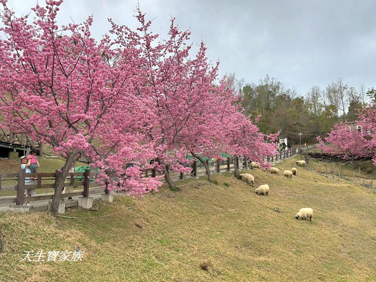 青青草原、清境農場怎麼玩、清境農場住宿、清境農場開放時間、青青草原門票、清境農場門票、清境農場綿羊秀時間、清境農場兩天一夜、清境農場交通、清境櫻花、清境農場櫻花花況