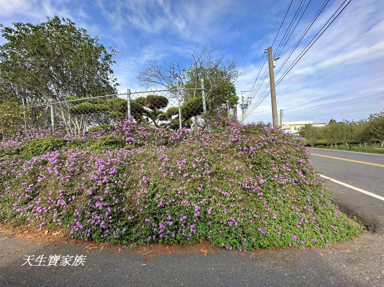 臻馨園錫葉藤花牆、臻馨園、冠遠加油站錫葉藤花牆、名間錫葉藤、臻馨園錫葉藤、臻馨園-園藝真柏銀柏黑松羅漢松桂花火龍果酪梨、錫葉騰或馬纓丹