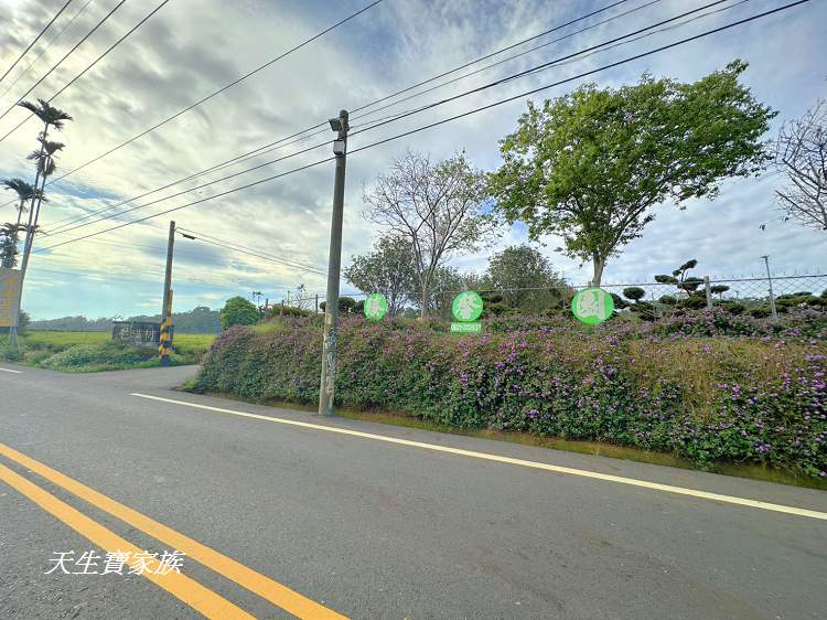 臻馨園錫葉藤花牆、臻馨園、冠遠加油站錫葉藤花牆、名間錫葉藤、臻馨園錫葉藤、臻馨園-園藝真柏銀柏黑松羅漢松桂花火龍果酪梨、錫葉騰或馬纓丹