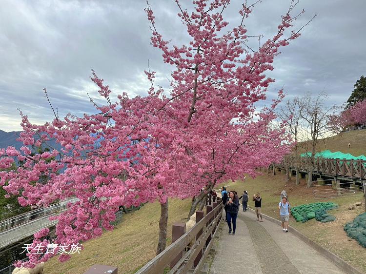 青青草原、清境農場怎麼玩、清境農場住宿、清境農場開放時間、青青草原門票、清境農場門票、清境農場綿羊秀時間、清境農場兩天一夜、清境農場交通、清境櫻花、清境農場櫻花花況