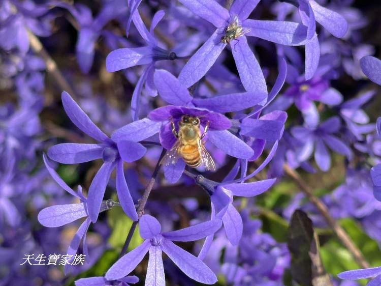 臻馨園錫葉藤花牆、臻馨園、冠遠加油站錫葉藤花牆、名間錫葉藤、臻馨園錫葉藤、臻馨園-園藝真柏銀柏黑松羅漢松桂花火龍果酪梨、錫葉騰或馬纓丹