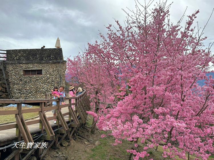 青青草原、清境農場怎麼玩、清境農場住宿、清境農場開放時間、青青草原門票、清境農場門票、清境農場綿羊秀時間、清境農場兩天一夜、清境農場交通、清境櫻花、清境農場櫻花花況