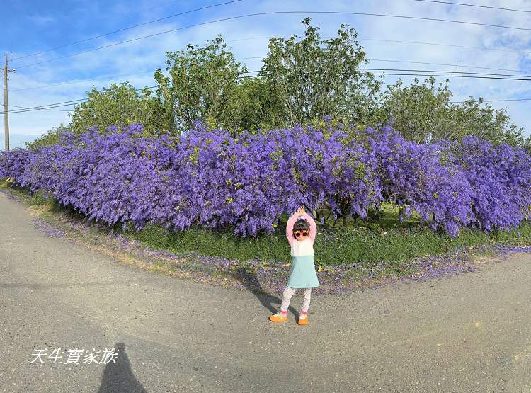 臻馨園錫葉藤花牆、臻馨園、冠遠加油站錫葉藤花牆、名間錫葉藤、臻馨園錫葉藤、臻馨園-園藝真柏銀柏黑松羅漢松桂花火龍果酪梨、錫葉騰或馬纓丹