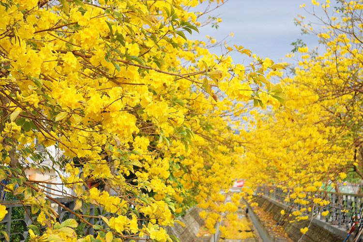 員林八堡圳大排黃花風鈴木、八堡圳大排黃花風鈴木、員林市 黃花風鈴木、皇朝鼎宴會館黃花風鈴木、員林市 旅遊景點