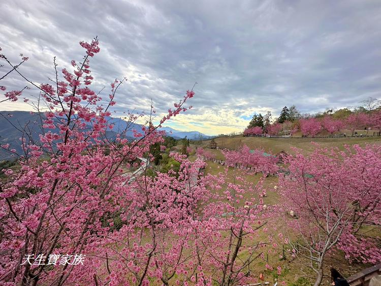 青青草原、清境農場怎麼玩、清境農場住宿、清境農場開放時間、青青草原門票、清境農場門票、清境農場綿羊秀時間、清境農場兩天一夜、清境農場交通、清境櫻花、清境農場櫻花花況