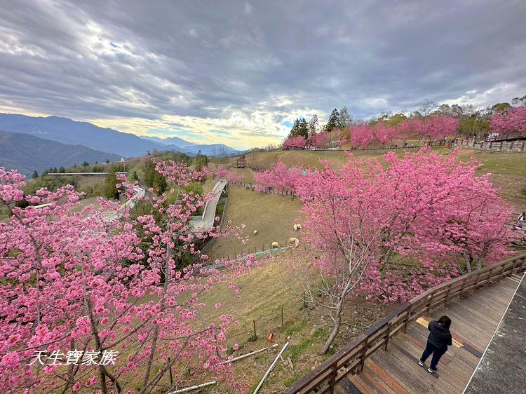 青青草原、清境農場怎麼玩、清境農場住宿、清境農場開放時間、青青草原門票、清境農場門票、清境農場綿羊秀時間、清境農場兩天一夜、清境農場交通、清境櫻花、清境農場櫻花花況