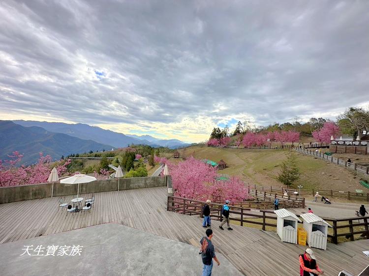 青青草原、清境農場怎麼玩、清境農場住宿、清境農場開放時間、青青草原門票、清境農場門票、清境農場綿羊秀時間、清境農場兩天一夜、清境農場交通、清境櫻花、清境農場櫻花花況