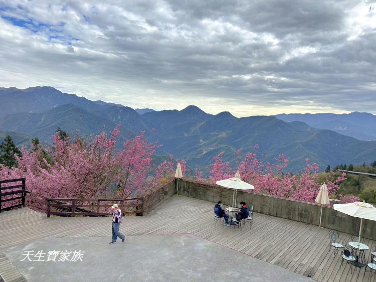 青青草原、清境農場怎麼玩、清境農場住宿、清境農場開放時間、青青草原門票、清境農場門票、清境農場綿羊秀時間、清境農場兩天一夜、清境農場交通、清境櫻花、清境農場櫻花花況