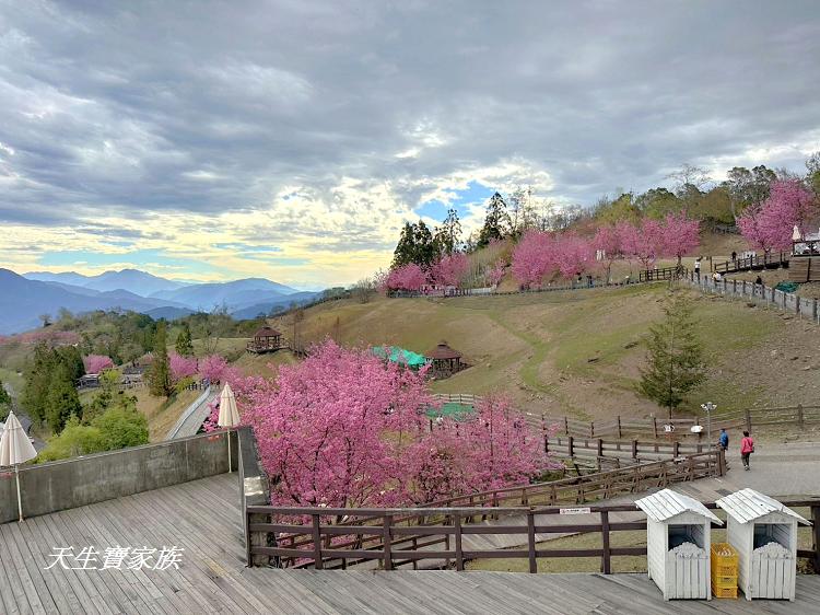 青青草原、清境農場怎麼玩、清境農場住宿、清境農場開放時間、青青草原門票、清境農場門票、清境農場綿羊秀時間、清境農場兩天一夜、清境農場交通、清境櫻花、清境農場櫻花花況