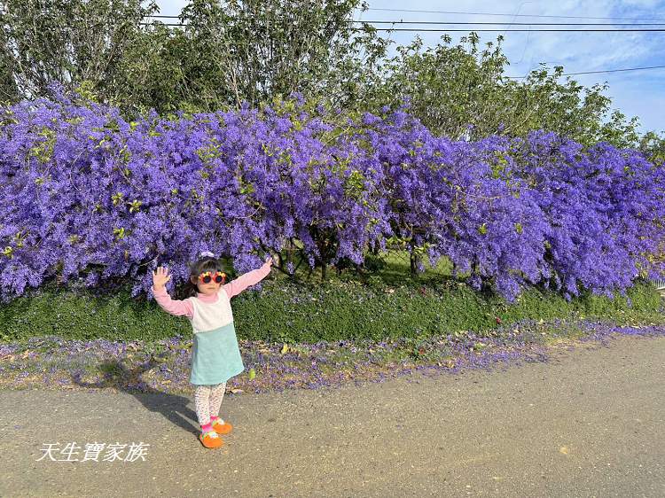 臻馨園錫葉藤花牆、臻馨園、冠遠加油站錫葉藤花牆、名間錫葉藤、臻馨園錫葉藤、臻馨園-園藝真柏銀柏黑松羅漢松桂花火龍果酪梨、錫葉騰或馬纓丹