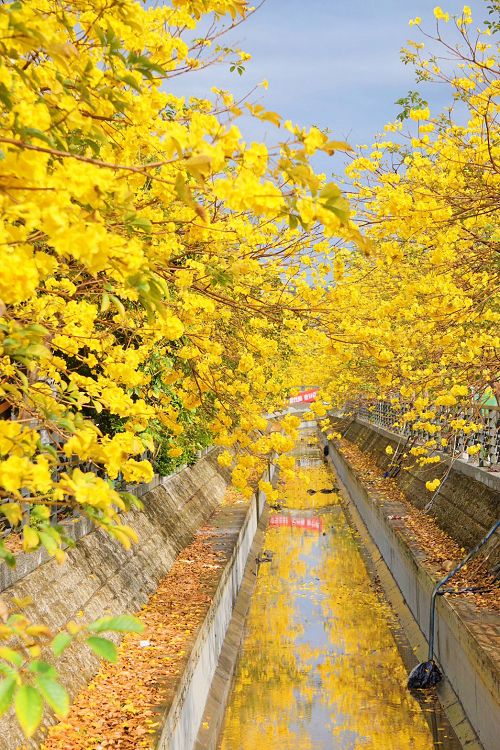 員林八堡圳大排黃花風鈴木、八堡圳大排黃花風鈴木、員林市 黃花風鈴木、皇朝鼎宴會館黃花風鈴木、員林市 旅遊景點