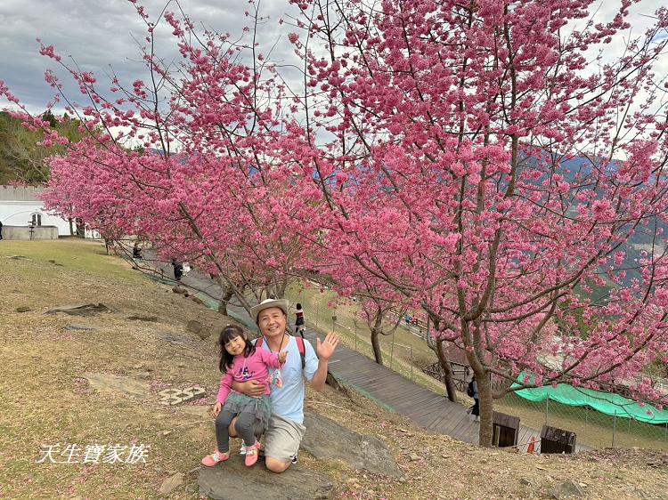 青青草原、清境農場怎麼玩、清境農場住宿、清境農場開放時間、青青草原門票、清境農場門票、清境農場綿羊秀時間、清境農場兩天一夜、清境農場交通、清境櫻花、清境農場櫻花花況