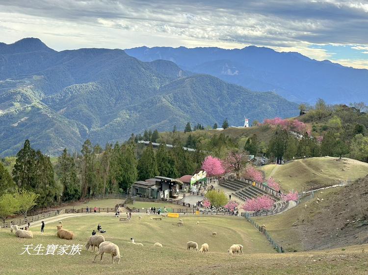 青青草原、清境農場怎麼玩、清境農場住宿、清境農場開放時間、青青草原門票、清境農場門票、清境農場綿羊秀時間、清境農場兩天一夜、清境農場交通、清境櫻花、清境農場櫻花花況