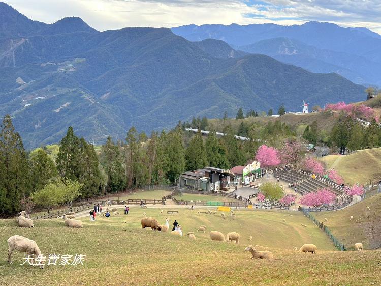 青青草原、清境農場怎麼玩、清境農場住宿、清境農場開放時間、青青草原門票、清境農場門票、清境農場綿羊秀時間、清境農場兩天一夜、清境農場交通、清境櫻花、清境農場櫻花花況