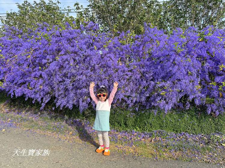 臻馨園錫葉藤花牆、臻馨園、冠遠加油站錫葉藤花牆、名間錫葉藤、臻馨園錫葉藤、臻馨園-園藝真柏銀柏黑松羅漢松桂花火龍果酪梨、錫葉騰或馬纓丹