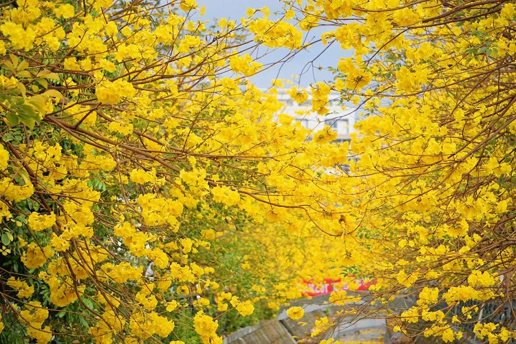 員林八堡圳大排黃花風鈴木、八堡圳大排黃花風鈴木、員林市 黃花風鈴木、皇朝鼎宴會館黃花風鈴木、員林市 旅遊景點